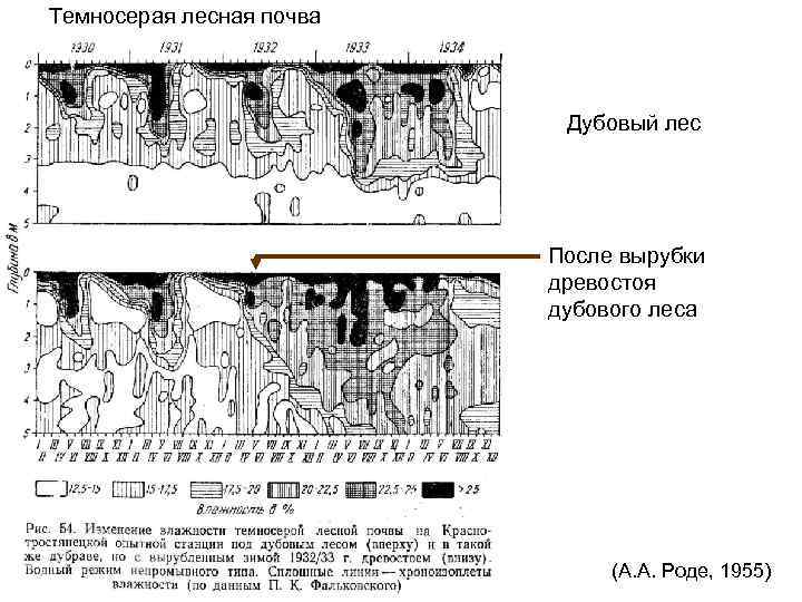 Темносерая лесная почва Дубовый лес После вырубки древостоя дубового леса (А. А. Роде, 1955)