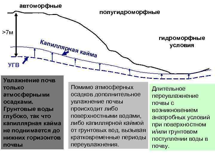 автоморфные полугидроморфные >7 м Капи лляр н гидроморфные условия ая ка йма УГВ Увлажнение