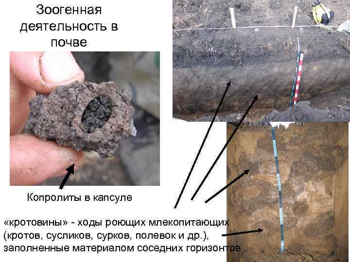 Зоогенная деятельность в почве Копролиты в капсуле «кротовины» - ходы роющих млекопитающих (кротов, сусликов,