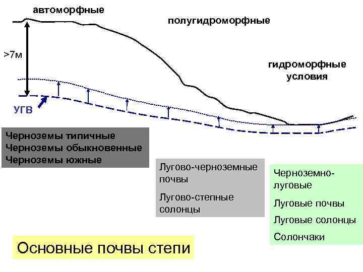 автоморфные полугидроморфные >7 м гидроморфные условия УГВ Черноземы типичные Черноземы обыкновенные Черноземы южные Лугово-черноземные