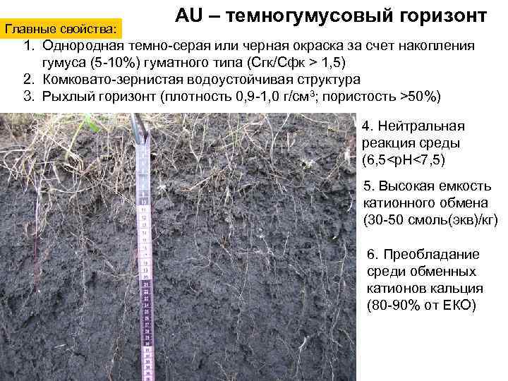 Главные свойства: AU – темногумусовый горизонт 1. Однородная темно-серая или черная окраска за счет