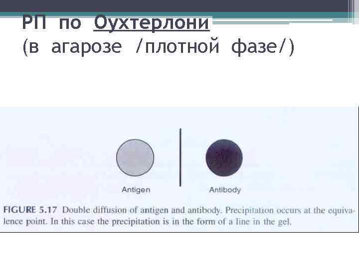 РП по Оухтерлони (в агарозе /плотной фазе/) 