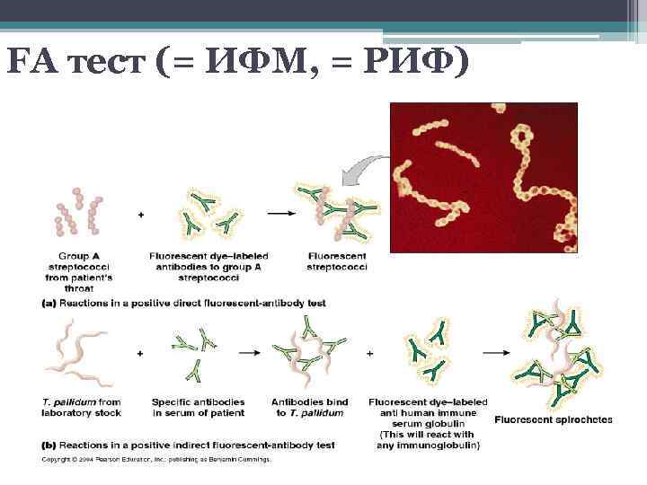 FA тест (= ИФМ, = РИФ) 