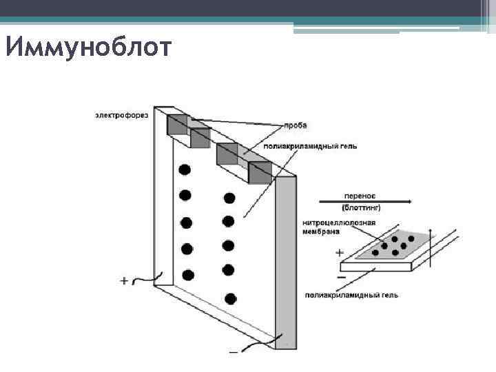 Иммуноблот 
