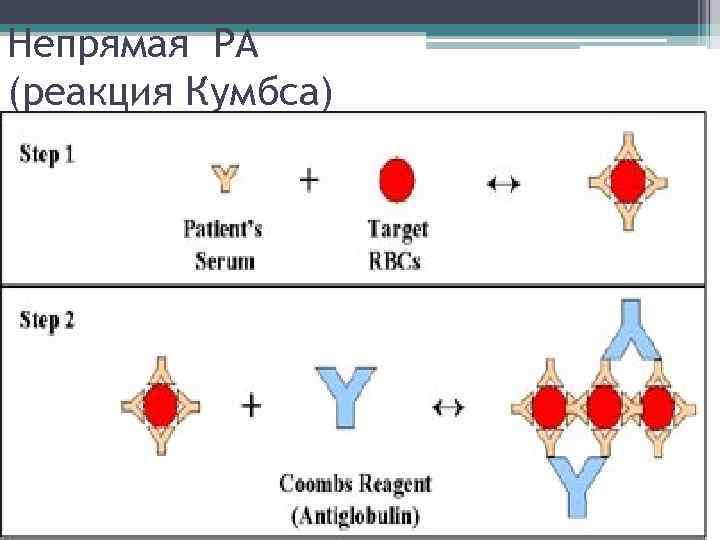 Реакция кумбса