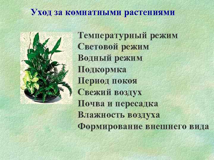 Уход за комнатными растениями Температурный режим Световой режим Водный режим Подкормка Период покоя Свежий