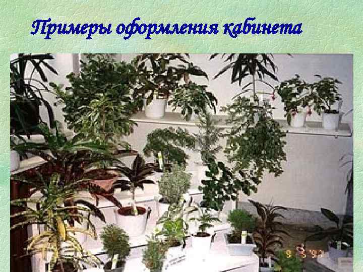 Примеры оформления кабинета 