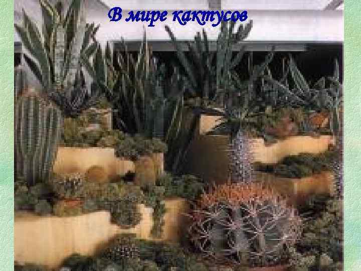 В мире кактусов 