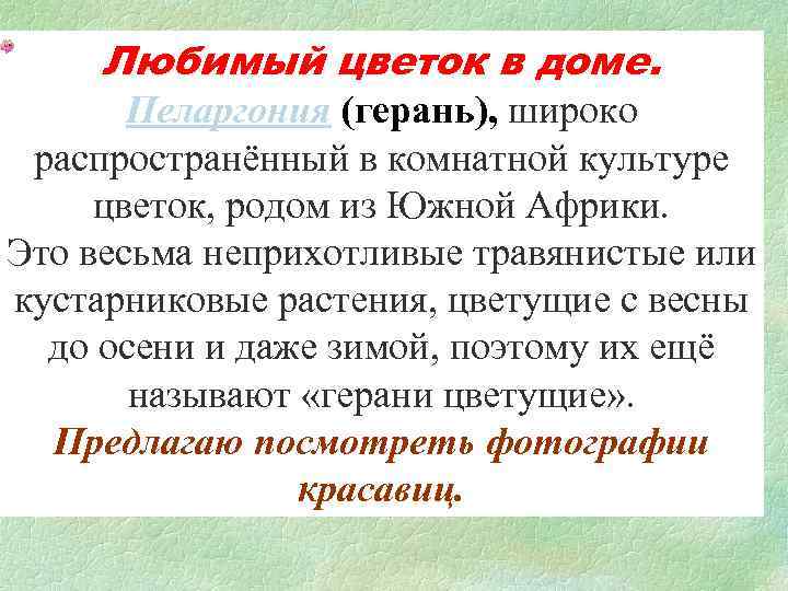 Любимый цветок в доме. Пеларгония (герань), широко распространённый в комнатной культуре цветок, родом из