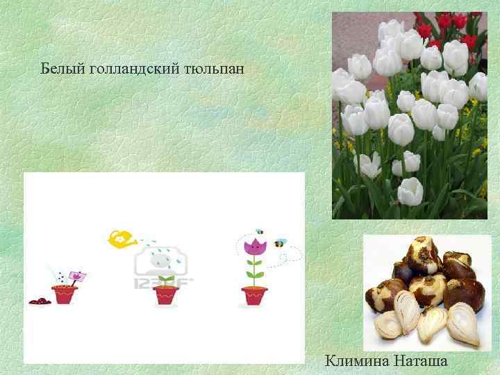 Белый голландский тюльпан Климина Наташа 