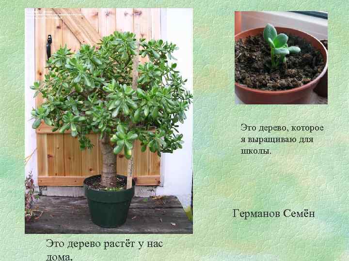 Это дерево, которое я выращиваю для школы. Германов Семён Это дерево растёт у нас