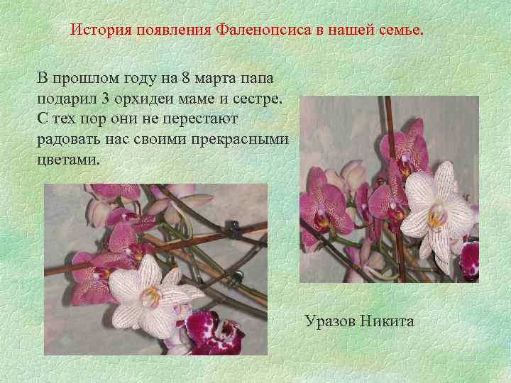  История появления Фаленопсиса в нашей семье. В прошлом году на 8 марта папа