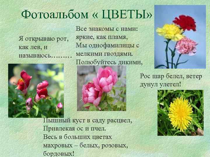  Фотоальбом « ЦВЕТЫ» Все знакомы с нами: Я открываю рот, яркие, как пламя,