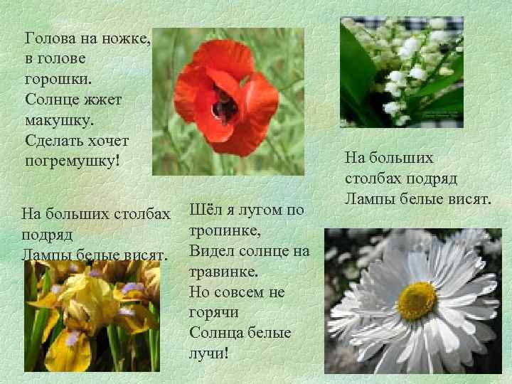 Голова на ножке, в голове горошки. Солнце жжет макушку. Сделать хочет погремушку! На больших