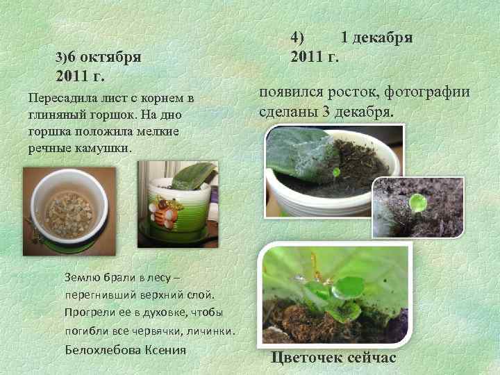 3)6 октября 2011 г. Пересадила лист с корнем в глиняный горшок. На дно горшка