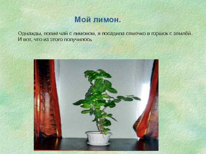 Мой лимон. Однажды, попив чай с лимоном, я посадила семечко в горшок с землёй.