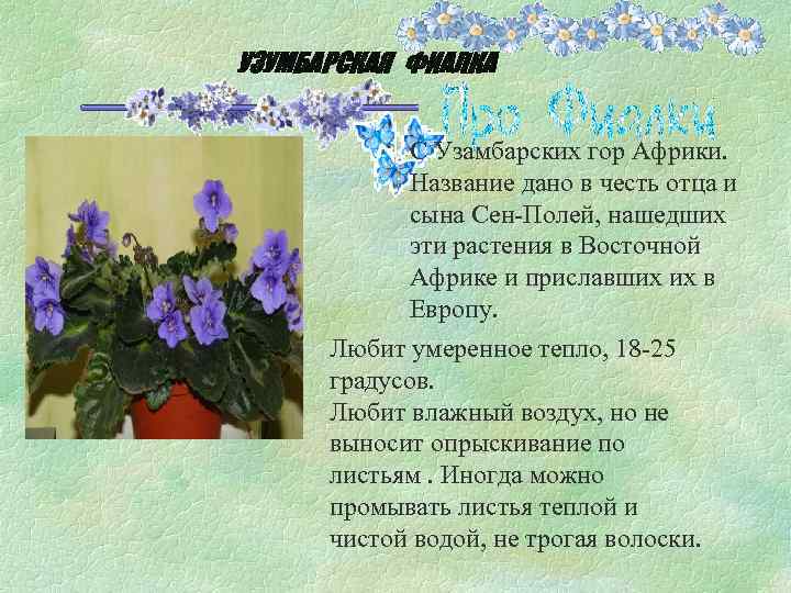 УЗУМБАРСКАЯ ФИАЛКА С Узамбарских гор Африки. Название дано в честь отца и сына Сен-Полей,