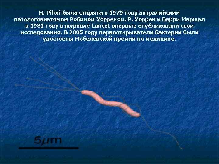 H. Pilori была открыта в 1979 году автралийским патологоанатомом Робином Уорреном. Р. Уоррен и