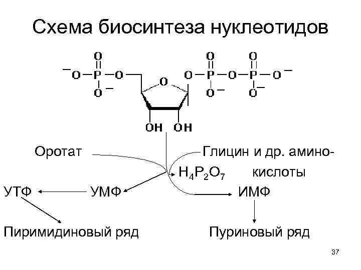 Схема синтеза пиримидиновых нуклеотидов