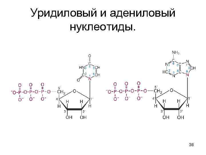 Уридиловый нуклеотид рнк