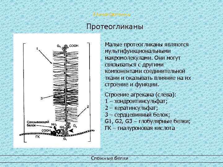 Гликопротеины Протеогликаны Малые протеогликаны являются мультифункциональными макромолекулами. Они могут связываться с другими компонентами соединительной