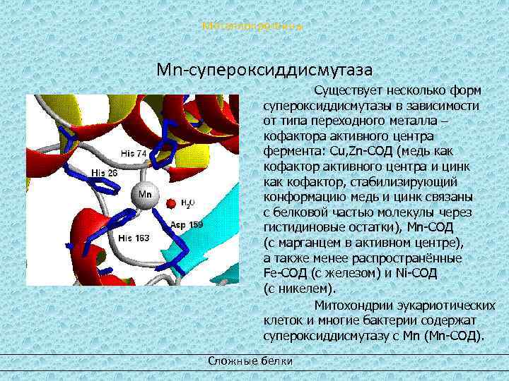 Металлопротеины Mn-супероксиддисмутаза Существует несколько форм супероксиддисмутазы в зависимости от типа переходного металла – кофактора