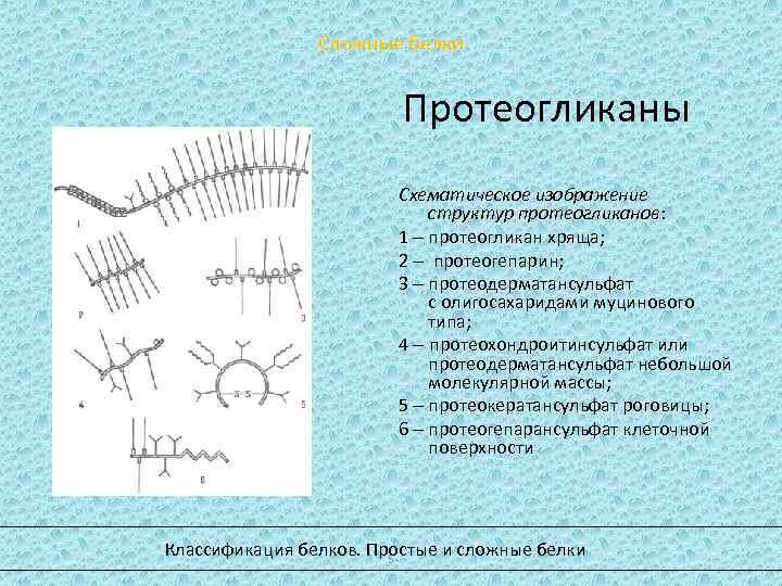 Схема синтеза протеогликанов