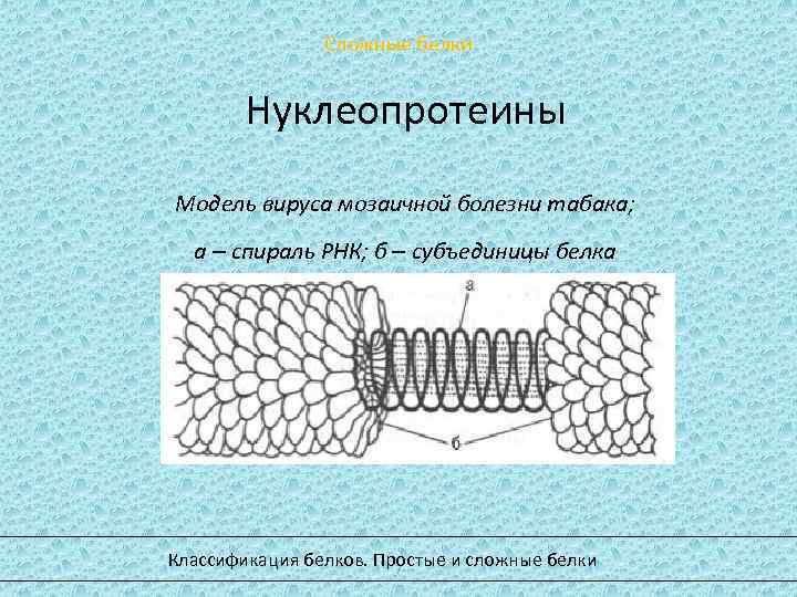 Сложные белки Нуклеопротеины Модель вируса мозаичной болезни табака; а – спираль РНК; б –