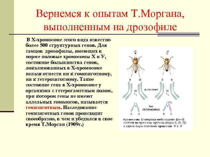 Вернемся к опытам Т. Моргана, выполненным на дрозофиле В Х-хромосоме этого вида известно более