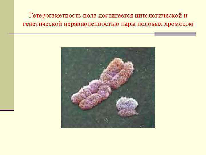 Гетерогаметность пола достигается цитологической и генетической неравноценностью пары половых хромосом 