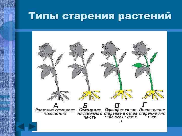 Схема онтогенеза растений