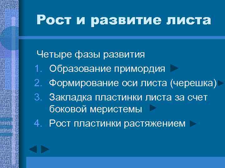 Рост и развитие листа Четыре фазы развития 1. Образование примордия 2. Формирование оси листа