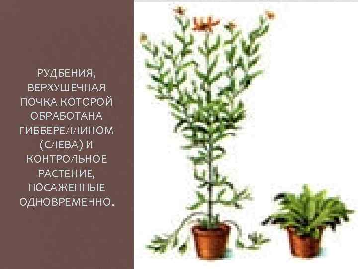 Контрольное растение. Ответные реакции растений на обработку гиббереллинами. Опытные и контрольные растения что такое.