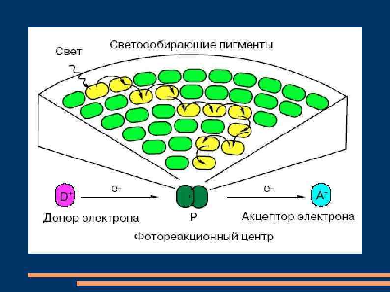 Ядро процесс биология. Фотосистема 1 и 2 фотосинтез. Фотосистема (биология). Последовательность процессов при фотосинтезе. Донор электронов в фотосинтезе.