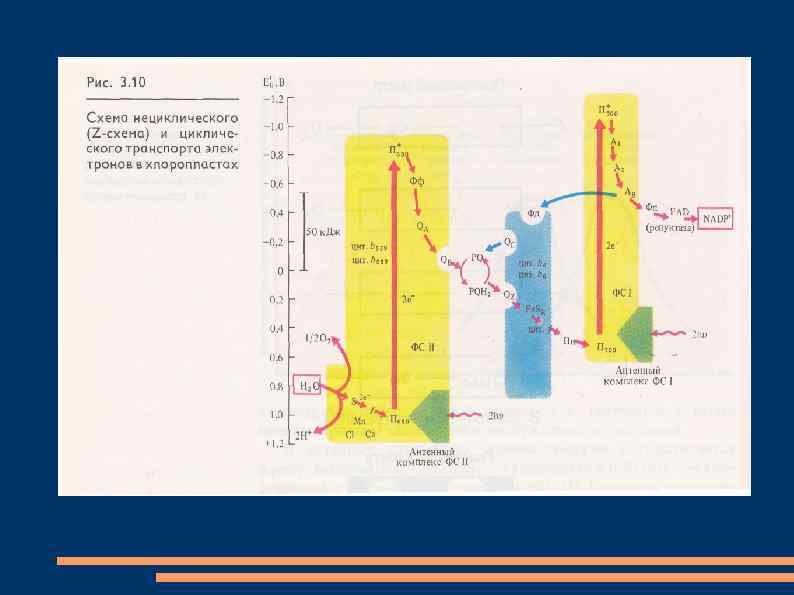Нециклическое фотофосфорилирование z схема - 83 фото