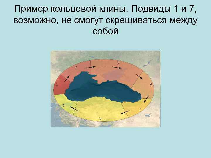 Пример кольцевой клины. Подвиды 1 и 7, возможно, не смогут скрещиваться между собой 