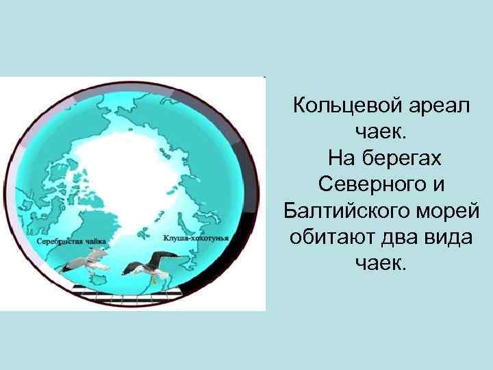 Кольцевой ареал чаек. На берегах Северного и Балтийского морей обитают два вида чаек. 