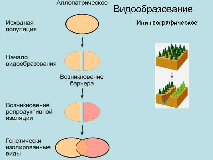 Используя рисунок 53 охарактеризуйте основные этапы географического видообразования