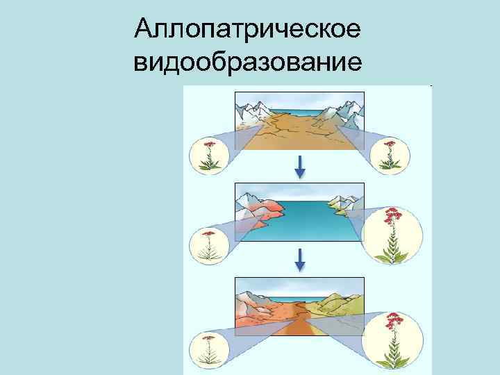 Схема аллопатрического видообразования