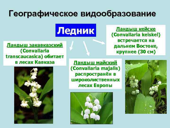 Географическое видообразование Ледник Ландыш закавказский (Convallaria transcaucasica) обитает в лесах Кавказа Ландыш кейске (Convallaria