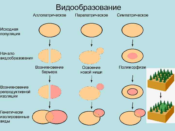 Какой способ видообразования изображен на рисунке ответ поясните почему такая изоляция популяций