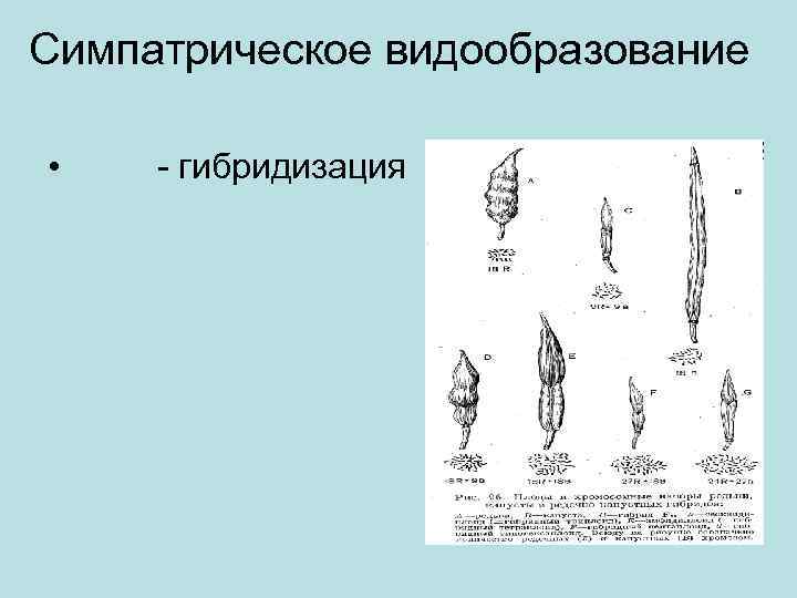 Симпатрическое видообразование • - гибридизация 