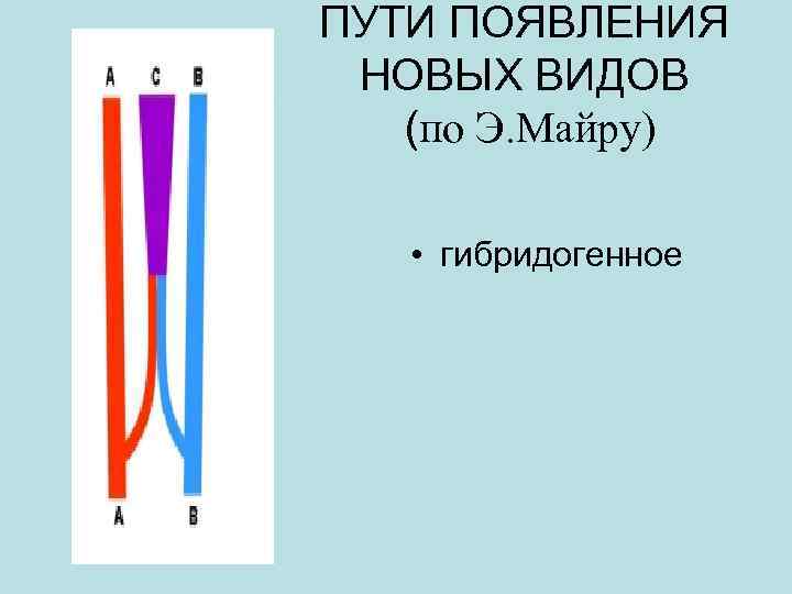 ПУТИ ПОЯВЛЕНИЯ НОВЫХ ВИДОВ (по Э. Майру) • гибридогенное 