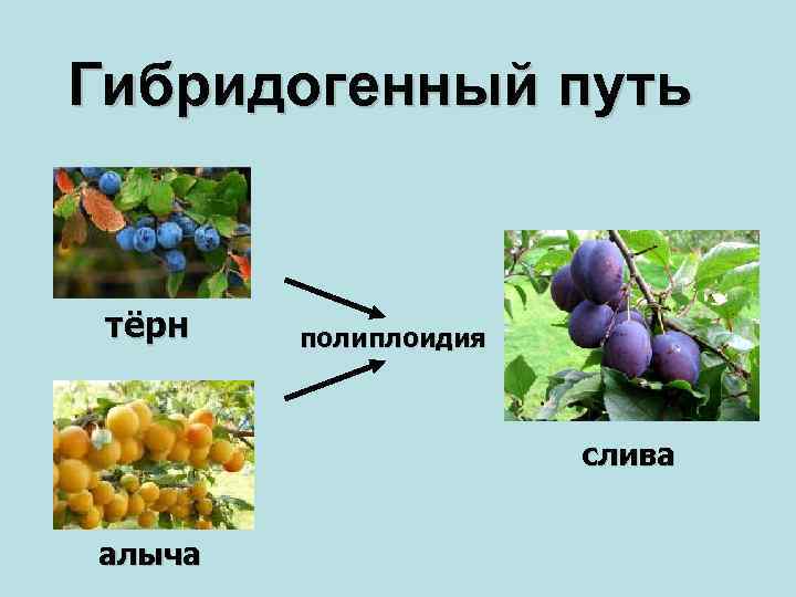 Полиплоидные фрукты презентация