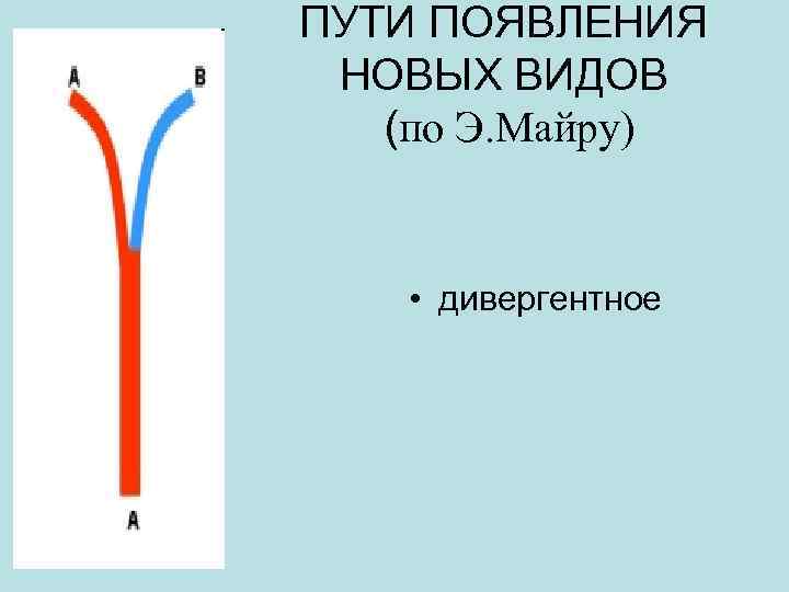 ПУТИ ПОЯВЛЕНИЯ НОВЫХ ВИДОВ (по Э. Майру) • дивергентное 