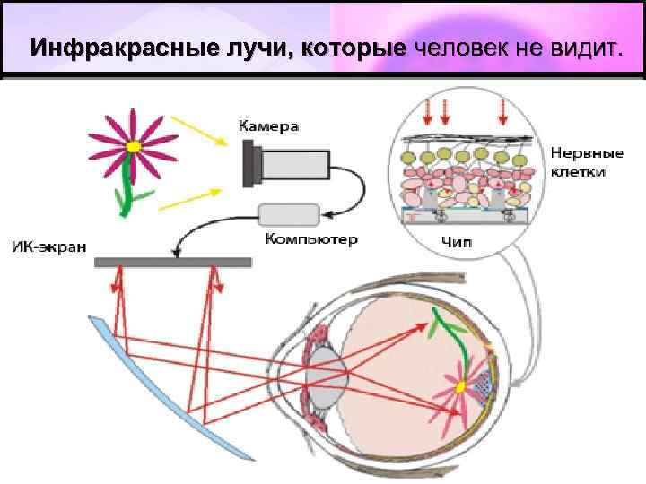  Инфракрасные лучи, которые человек не видит. 
