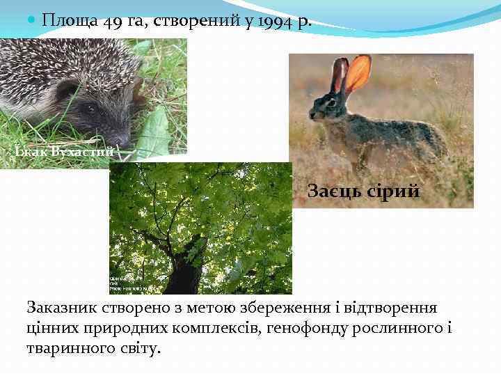  Площа 49 га, створений у 1994 р. Їжак Вухастий Заєць сірий Заказник створено