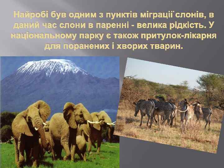 Найробі був одним з пунктів міграції слонів, в даний час слони в паренні -