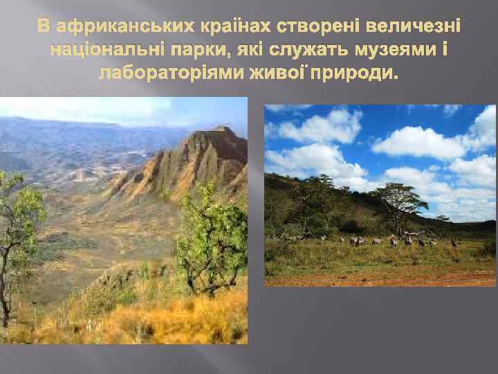 В африканських країнах створені величезні національні парки, які служать музеями і лабораторіями живої природи.