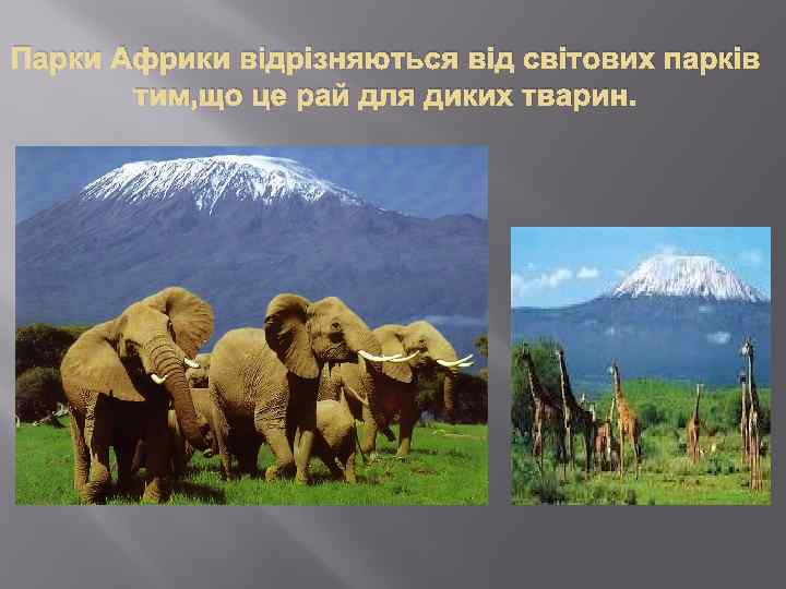 Парки Африки відрізняються від світових парків тим, що це рай для диких тварин. 